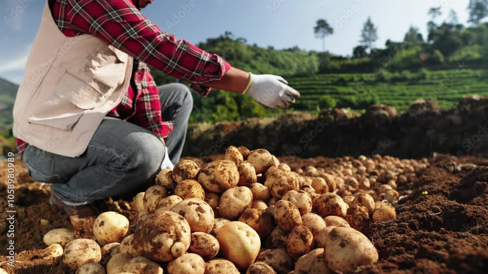 A farmer collects and sorts fresh potatoes during the harvesting process in the morning on the field. The farmer focuses on the abundant and quality harvest.