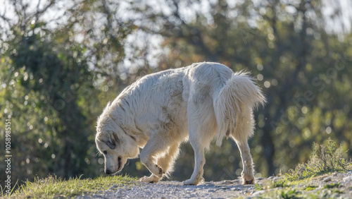 Portrait of a herd dog, patou breed