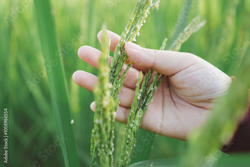 A Farmer's Hand Holding Rice Grains with Virtual Screen Analysis of Thai Agriculture, Showcasing Crop Health, Quality Standards, and Key Insights into Sustainable Farming Practices in Thailand