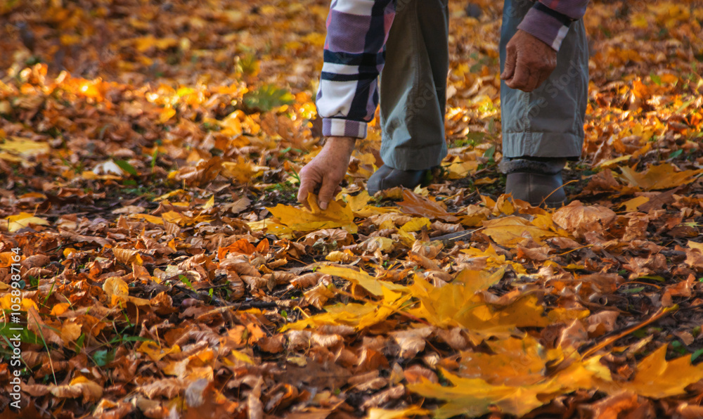 Senior woman in autumn park. Selective focus. Senior woman in autumn park. Selective focus.