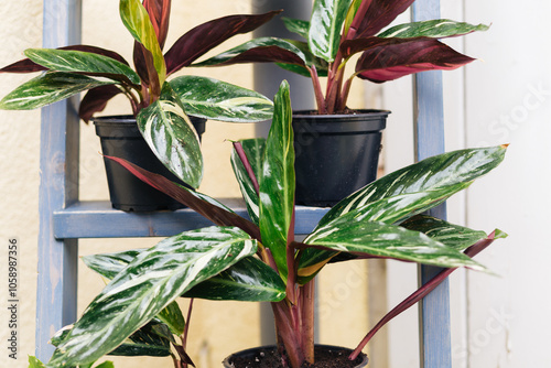 Offshoots of a Calathea Triostar, separated into single plants and repotted in individual plant pots.