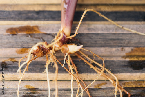Offshoot of a Calathea Triostar, showing the roots, on a wooden background