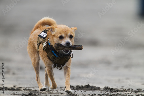 Dora with Stick