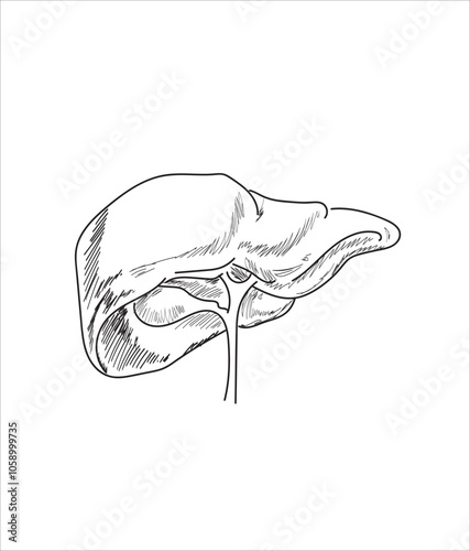 Human organ icons sketch. Lungs, liver, heart, large intestine, tooth, ear	