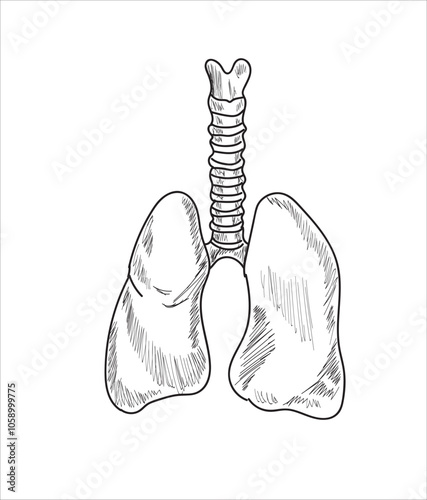 Human organ icons sketch. Lungs, liver, heart, large intestine, tooth, ear	