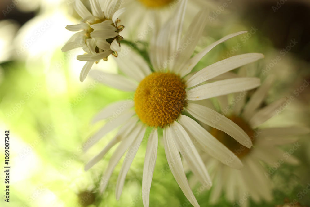 Obraz premium chamomile flower on a green background. selective focus