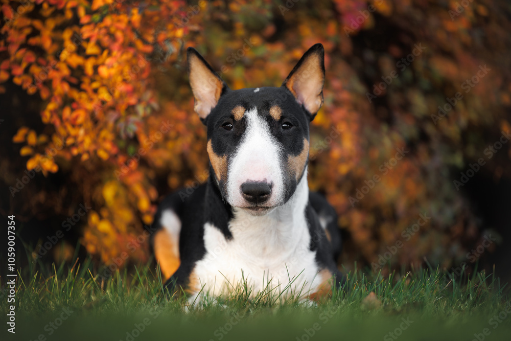 cute miniature bull terrier dog lying outdoors in front of a beautiful bush with orange and red leaves cute miniature bull terrier dog lying outdoors in front of a beautiful bush with orange and red leaves