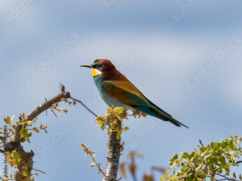 European Bee-eater, Merops apiaster, near Xativa, Spain