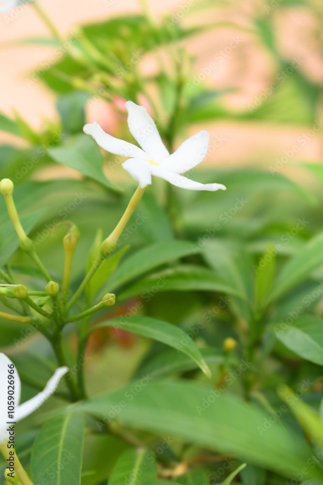 Obraz premium Jasminum sambac (Arabian jasmine or Sambac jasmine) is a species of jasmine native to tropical Asia, white flowers star shape on dark green background, closeup, small white flower, flowers blooming