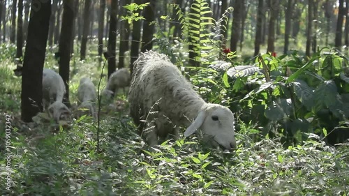 sheep are eating in the rubber forest