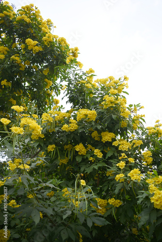 Yellow trumpetbush (Tecoma stans) Called Yellow bell or Yellow Elder Flower, trumpet flower, Beautiful bunch of yellow flowers closeup with green leaves Background, tecoma stans