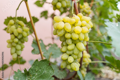 Wallpaper Mural A bunch of white grapes between the grape leaves in a vineyard Torontodigital.ca