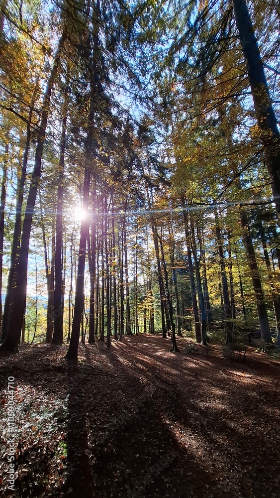 Obraz premium Calm and quiet forrest with backlight trees