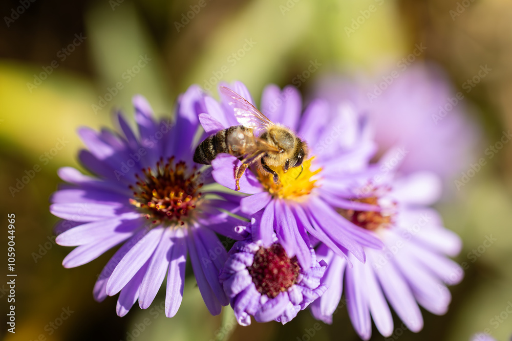 Bee sucks nectar from a blue flower. close up Bee sucks nectar from a blue flower. close up