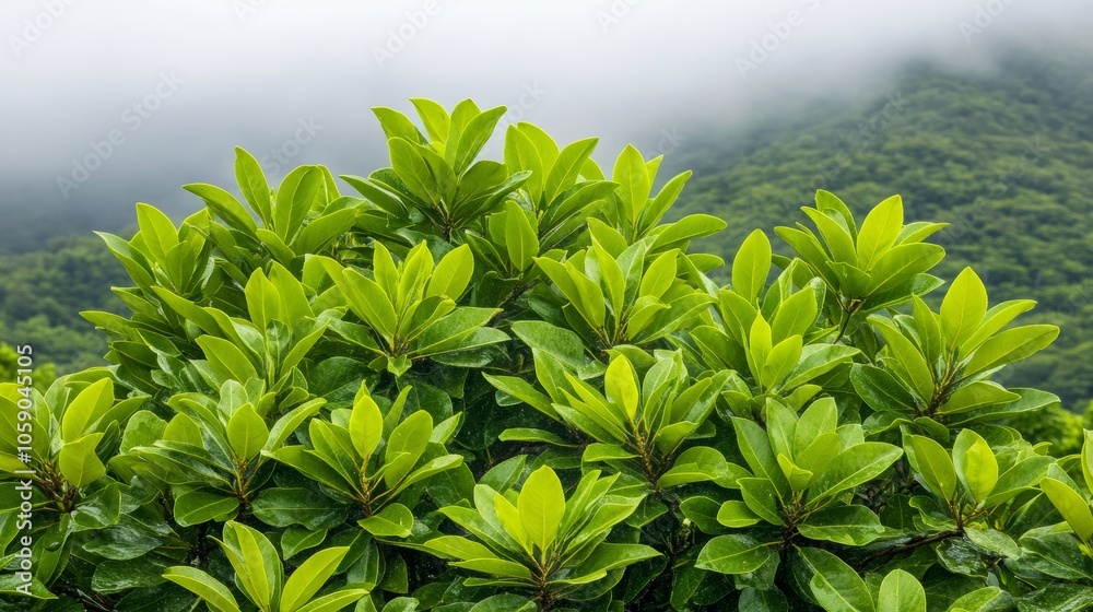 Obraz premium Lush Green Foliage Bush with Misty Mountain Background