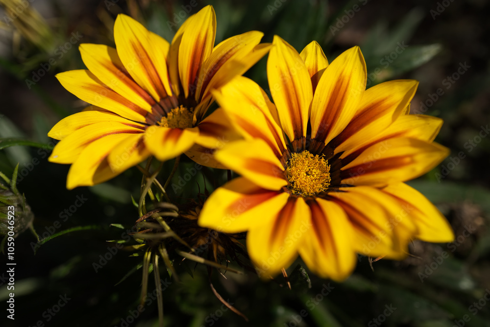 Flowers of Gazania rigens Big Kiss Yellow Flame in mid October Flowers of Gazania rigens Big Kiss Yellow Flame in mid October
