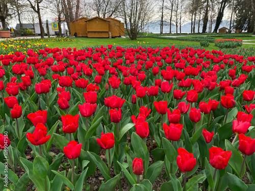 Field of red tulips , Flower garden in switzerland.