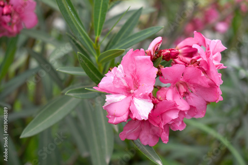 Nerium oleander in bloom, Pink siplicity bunch of flowers and green leaves on branches, Nerium Oleander shrub Pink flowers, ornamental shrub branches in daylight, bunch of flowers closeup photo