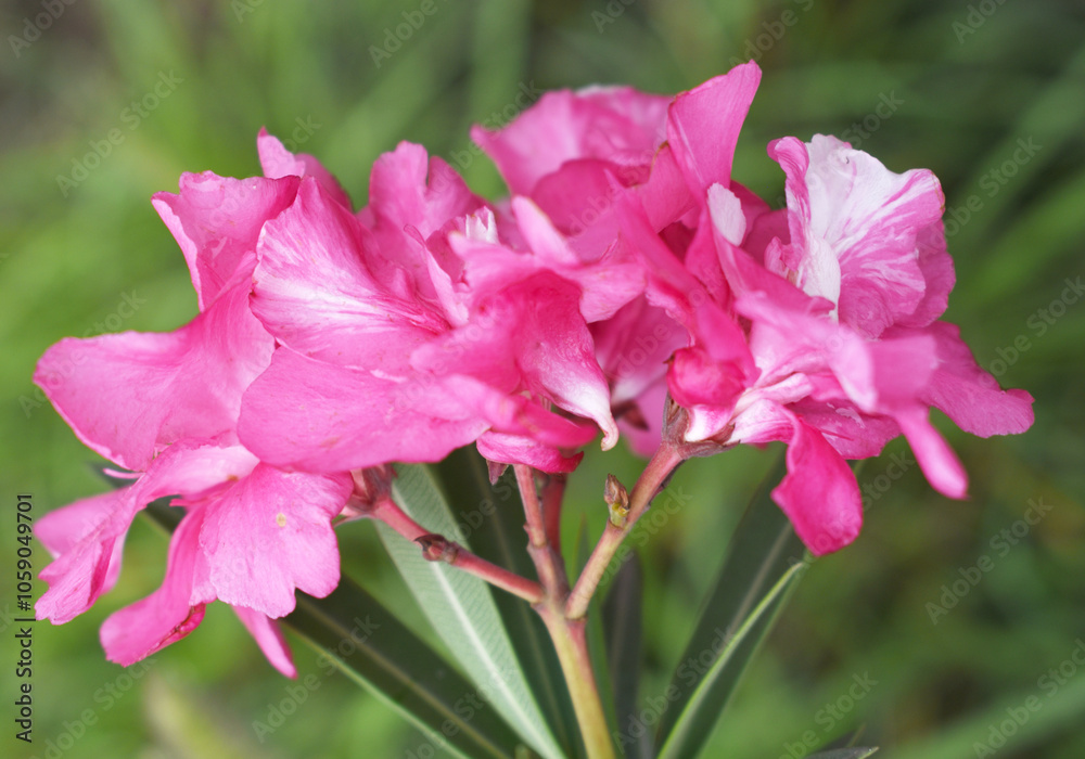 Obraz premium Nerium oleander in bloom, Pink siplicity bunch of flowers and green leaves on branches, Nerium Oleander shrub Pink flowers, ornamental shrub branches in daylight, bunch of flowers closeup