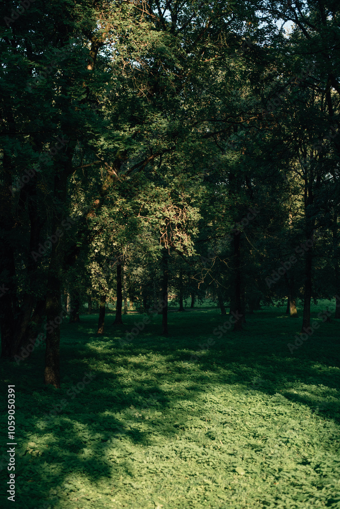 Naklejka premium beautiful old green park in summer