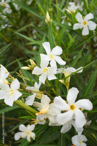 Nerium oleander in bloom, White siplicity bunch of flowers and green leaves on branches, Nerium Oleander shrub white flowers, ornamental shrub branches in daylight, bunch of flowers closeup