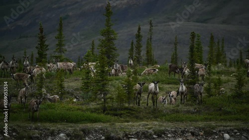 Porcupine caribou (Rangifer tarandus arcticus) herd migrating through Ivvavik National Park; Yukon, Canada