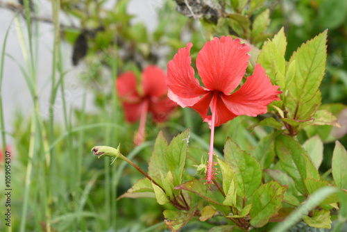 flower of Shoeblackplant plant, red Shoeblackplant flower, shoeblackplant flowers bloom among its dense leaves, Beautiful red flower closeup, Chakwal, Punjab, Pakistan photo