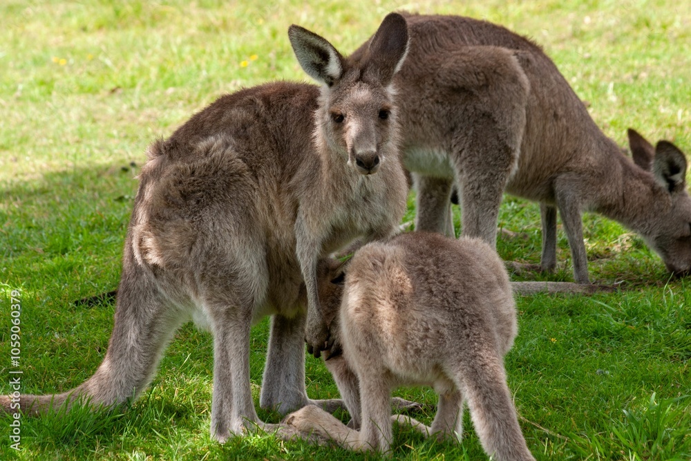 Kangaroos grazing on lush green grass in a natural setting, showcasing Australian wildlife Kangaroos grazing on lush green grass in a natural setting, showcasing Australian wildlife
