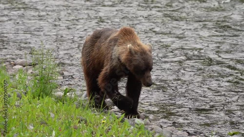Grizzly bear (Ursus arctos horribilis) walks along the shoreline of Nakina River and up to shore and close to the camera to see the detail of hair; British Columbia, Canada