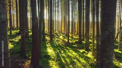 Autumn forest colorful view nature tree branch sunset magic photo