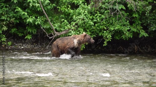 Grizzly bear (Ursus arctos horribilis) wandering through the British Columbia wilderness looking for fish in the Nakina River; British Columbia, Canada