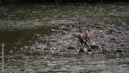 Video of two immature Bald eagles (Haliaeetus leucocephalus) standing on the rocks of the Nakina River shoreline in the wilderness of British Columbia; British Columbia, Canada