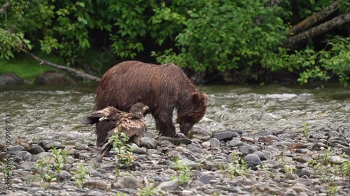 Grizzly bear feeds on a fish in the British Columbia wilderness along the Nakina River, Canada