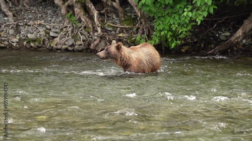 Grizzly bear (Ursus arctos horribilis) wandering through the British Columbia wilderness looking for fish in the Nakina River; British Columbia, Canada