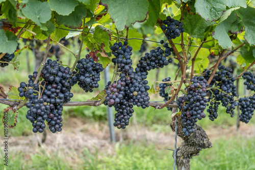 Wallpaper Mural many black vine grape bounches  in vineyard near Durbach, Germany Torontodigital.ca
