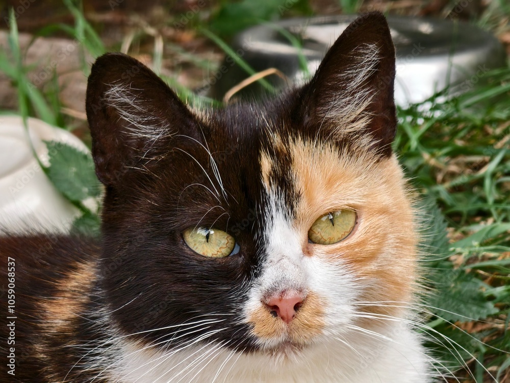 Fototapeta premium black and white cat