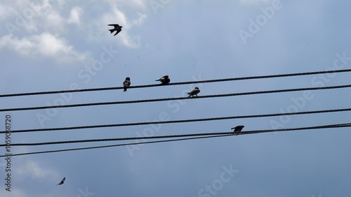 birds on wire photo