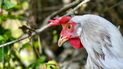 range chicken