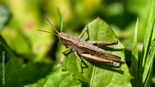 grasshopper on the grass