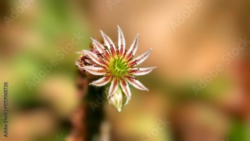 flower of a thistle