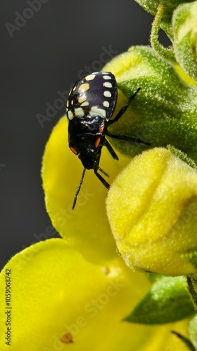 Nature And bug
