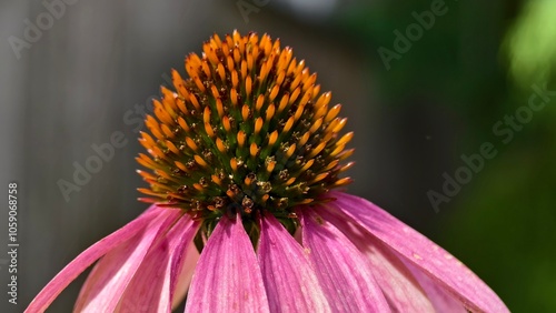close up of a flower