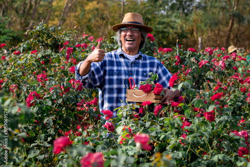 Asian elderly happy man standing smiling floral farm sunny day working, senior entrepreneur start-up hobby small business by roses garden, worker cutting good quality roses for customers.