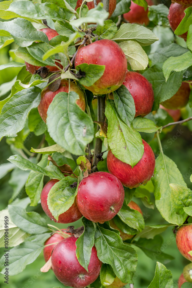  red apples on fruit tree branch in valley near Durbach, Germany