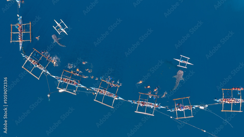 Aerial view Whale shark swimming in ocean, Oslob Whale Shark Watching, Whale shark watching in Oslob , Cebu , Philippines, Oslob, Cebu, Philippines.