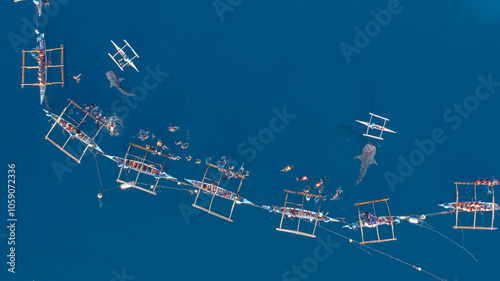 Obraz na płótnie Aerial view Whale shark swimming in ocean, Oslob Whale Shark Watching, Whale shark watching in Oslob , Cebu , Philippines, Oslob, Cebu, Philippines. w salonie