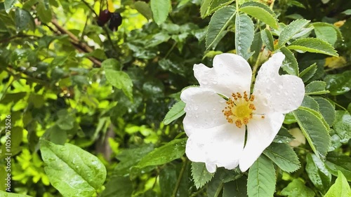 Regen auf einer Blüte 