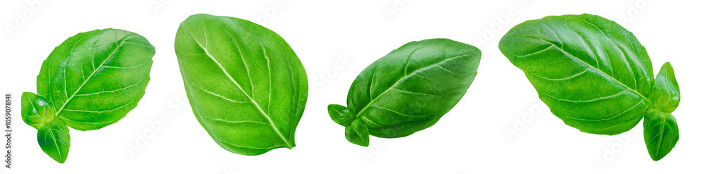Obraz premium Basil isolated. Flying basil leaves collection. Levitating Basil leaf set isolated on white background. Food ingredient, design element Top view. Flat lay..