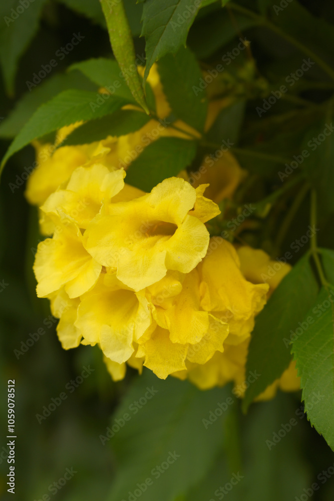 Yellow trumpetbush (Tecoma stans) Called Yellow bell or Yellow Elder Flower, trumpet flower, Beautiful bunch of yellow flowers closeup with green leaves Background, tecoma stans Yellow trumpetbush (Tecoma stans) Called Yellow bell or Yellow Elder Flower, trumpet flower, Beautiful bunch of yellow flowers closeup with green leaves Background, tecoma stans