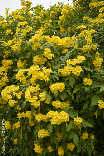 Yellow trumpetbush (Tecoma stans) Called Yellow bell or Yellow Elder Flower, trumpet flower, Beautiful bunch of yellow flowers closeup with green leaves Background, tecoma stans